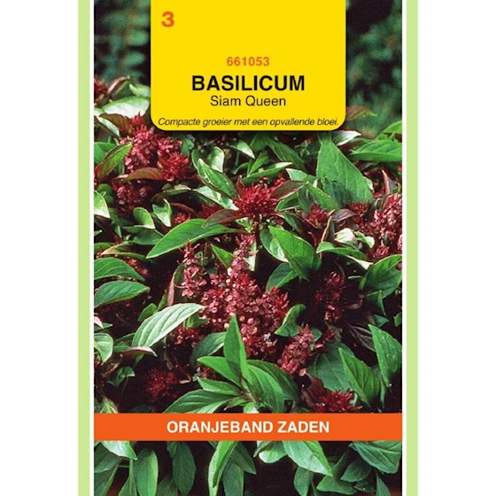 Basilicum Siam Queen